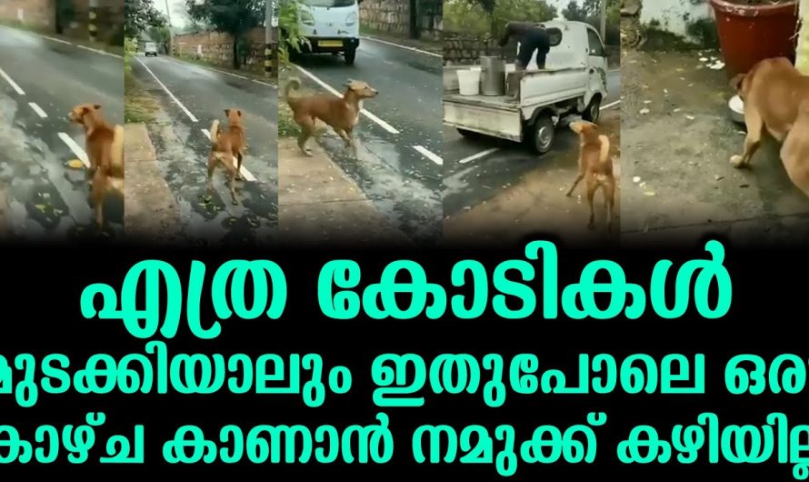 ഒരിക്കൽ കണ്ടാൽ പിന്നെ മനസ്സിൽ നിന്നും മായില്ല ഈ മനോഹര ദൃശ്യം. കണ്ടു നോക്കൂ