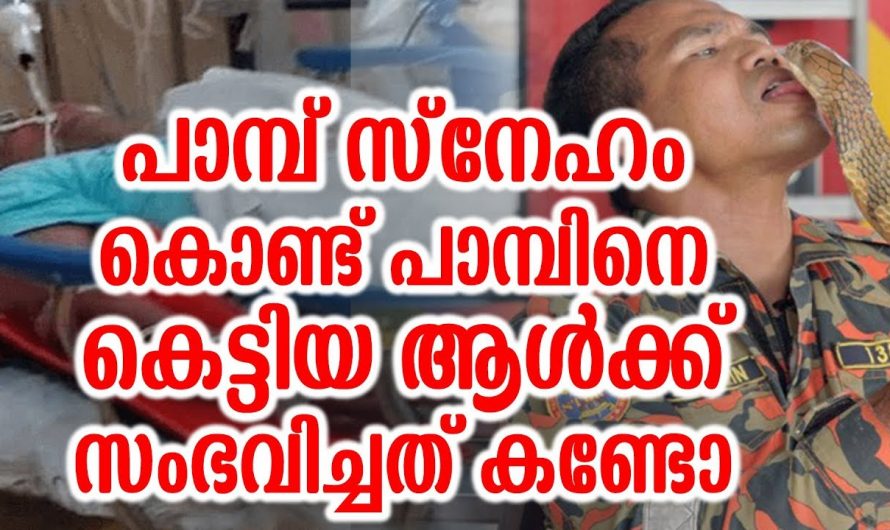 പാമ്പിനോട് അമിത സ്നേഹം കാണിച്ചപ്പോൾ തിരിച്ചു പാമ്പ് സ്നേഹിച്ചത് കണ്ടോ. യുവാവിന്റെ ജീവിതം അപകടത്തിൽ.