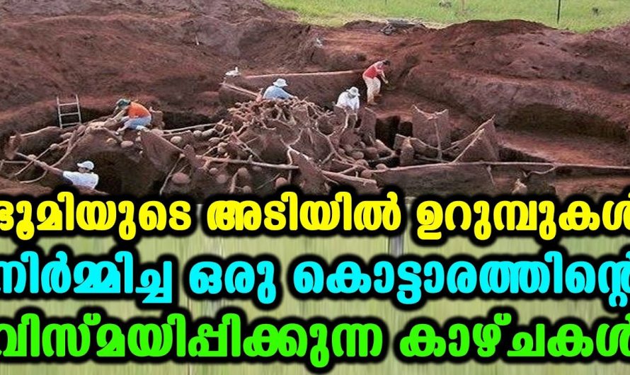 ഭൂമിയുടെ അടിയിൽ ഇത്രയും വലിയ കൊട്ടാരമോ? ആരും അത്ഭുതപ്പെട്ടുപോകും ഈ ഉറുമ്പുകളുടെ കൊട്ടാരം കണ്ടാൽ.