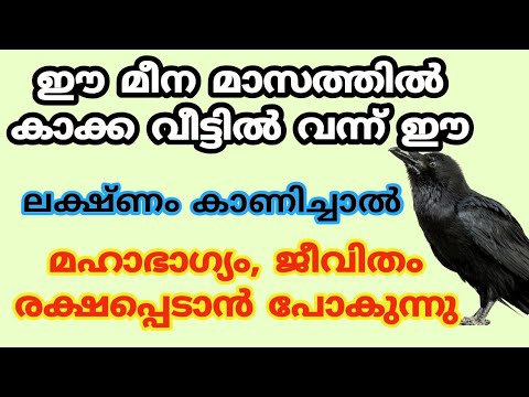 മീനമാസത്തിൽ കാക്ക വീട്ടിലേക്ക് വന്നാൽ വലിയ ഭാഗ്യമാണ്. ഈ ലക്ഷണങ്ങൾ നിങ്ങൾ ശ്രദ്ധിക്കൂ.