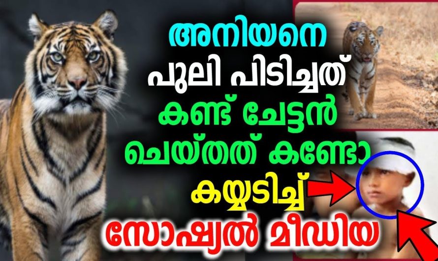 ഈ ചേട്ടൻ ഒരു കില്ലാടി തന്നെ. പുലിയുടെ കയ്യിൽ നിന്നും സ്വന്തം ജീവൻ പണയം വെച്ച് അനിയനെ രക്ഷിച്ചത് കണ്ടോ