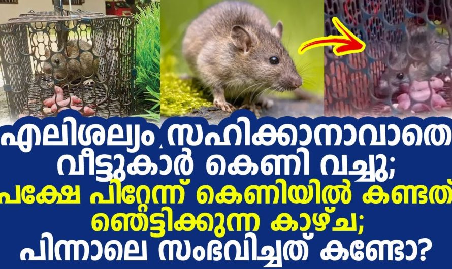 എലി ശല്യം കാരണം എലിക്കണി വെച്ചത് ഇതുപോലെ ആകും എന്ന് കരുതിയില്ല. സംഭവിച്ചത് കണ്ടോ.