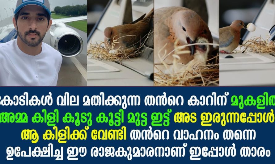 അമ്മക്കിളിക്കും കുഞ്ഞുങ്ങൾക്കും ജീവിക്കാൻ വേണ്ടി കോടികൾ വിലമതിക്കുന്ന കാർ വിട്ടുകൊടുത്ത് രാജകുമാരൻ. വീഡിയോ കണ്ടു നോക്കൂ.