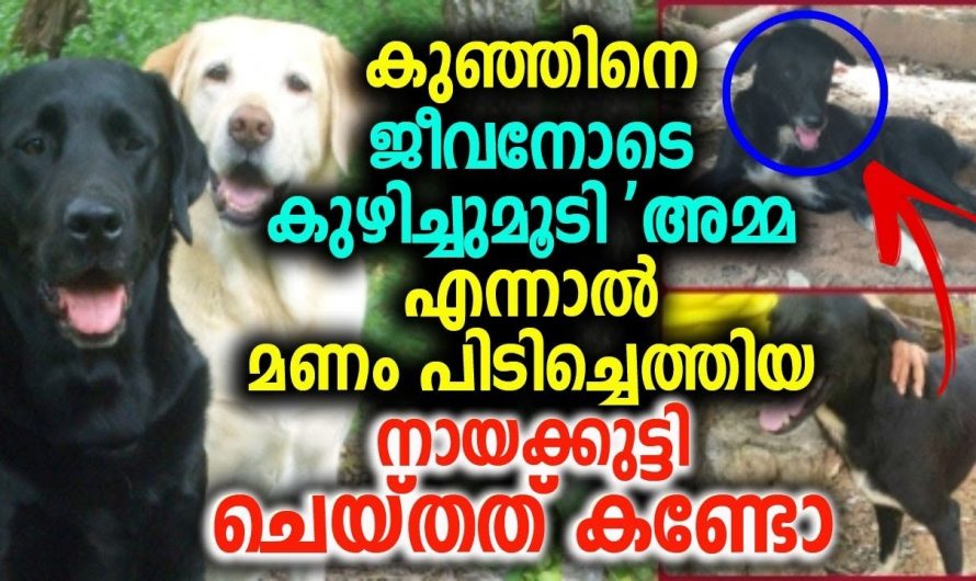 നൊന്തു പ്രസവിച്ച കുഞ്ഞിനെ കുഴിച്ചുമൂടി അമ്മ. ഇത് കണ്ട് നായ ചെയ്തത് കണ്ടോ.