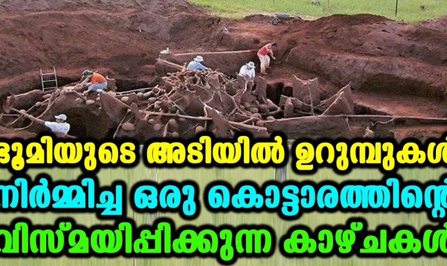 ഉറുമ്പുകൾ നിർമ്മിച്ച കൊട്ടാരം കണ്ട് ഗവേഷകർ ഞെട്ടി. നിങ്ങൾ കണ്ടോ ഈ ഉറുമ്പുകളുടെ കൊട്ടാരം.