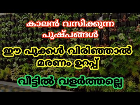 മരണദോഷം കൊണ്ടുവരുന്ന സസ്യങ്ങൾ. ഈ ചെടികൾ വീട്ടിലുണ്ടെങ്കിൽ ഉടനെ പിഴുത് മാറ്റൂ.