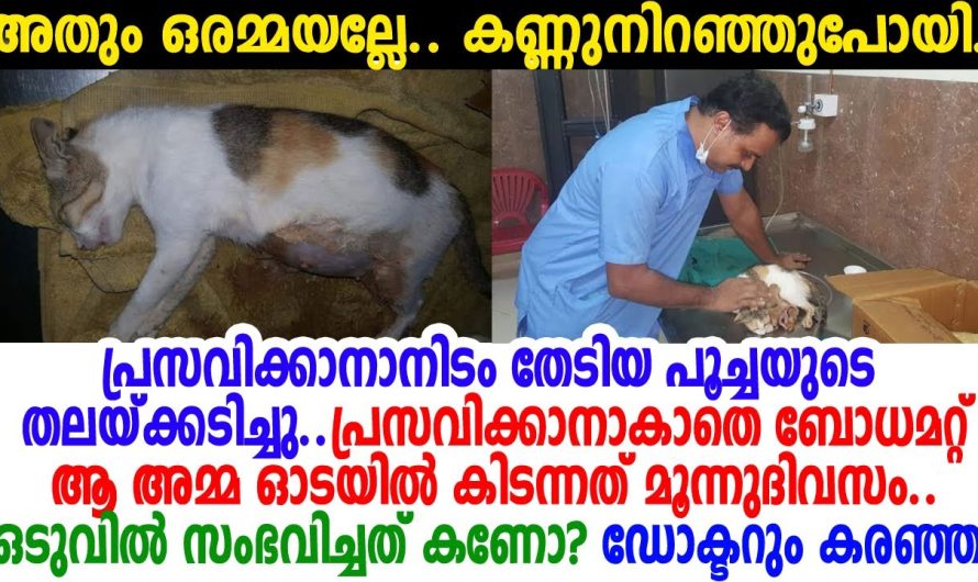 ഗർഭിണിയായ പൂച്ചയോട് വേണ്ടായിരുന്നു ഈ ക്രൂരത. പൂച്ചയ്ക്ക് സംഭവിച്ചത് കണ്ടോ.