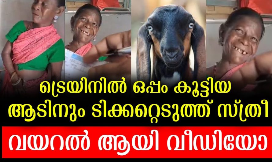 യാത്രയ്ക്ക് കൂടെ കൂടിയ ആട്ടിൻകുട്ടിക്കും ടിക്കറ്റ് എടുത്ത് ഒരു അമ്മ. നിമിഷനേരം കൊണ്ട് വൈറലായ വീഡിയോ ഇതാണ്.