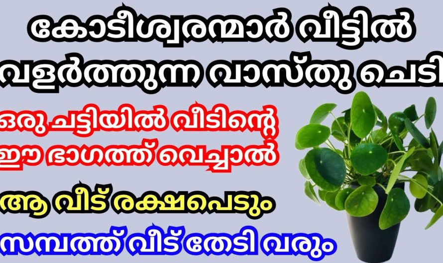 വാസ്തുപ്രകാരം വീട്ടിൽ ഈ ചെടി വളർത്തു. സാമ്പത്തിക തടസ്സങ്ങൾ മാറി പണവരവ് വർധിക്കാൻ ഇതിലും വലിയ മാർഗം വേറെയില്ല.