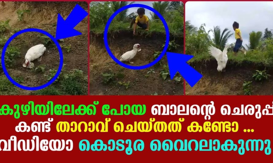 ഒരു സഹായം ചെയ്യാൻ വന്നത് ഇപ്പോൾ പുലിവാല് പിടിച്ച പോലെയായി. താറാവിന്റെയും കുട്ടിയുടെയും വീഡിയോ വൈറൽ ആകുന്നു.