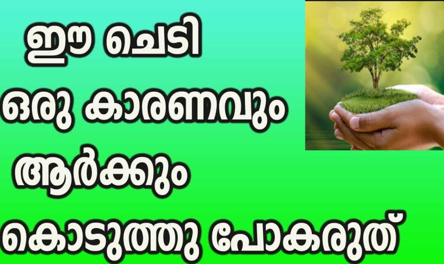 വീട്ടിൽ വളരുന്ന ഈ ചെടികൾ മറ്റുള്ളവർക്ക് കൊടുക്കുമ്പോൾ ഈ കാര്യങ്ങൾ ശ്രദ്ധിക്കുക ഇല്ലെങ്കിൽ വീട്ടിലെ ഐശ്വര്യം നഷ്ടപ്പെടും.