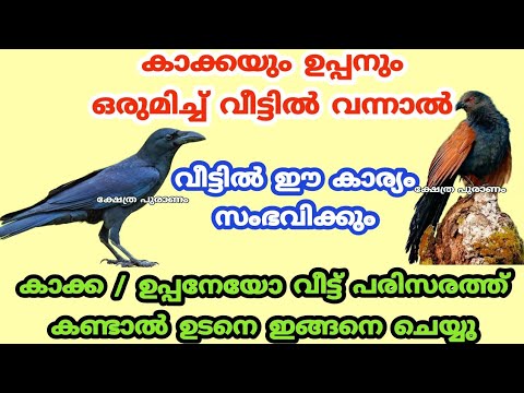 വീടിന്റെ പരിസരത്ത് കാക്കയെയോ ഉപ്പനെയോ കണ്ടാൽ ഉടനെ ഇങ്ങനെ ചെയ്യൂ. വീട്ടിൽ ഐശ്വര്യം വന്നു നിറയും.