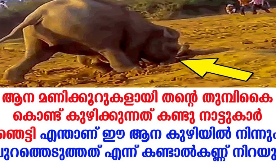 മണ്ണിനടിയിൽ ആന തിരയുന്ന വസ്തു എന്താണെന്നറിഞ്ഞാൽ നിങ്ങൾ ഞെട്ടും. കുറെ സമയത്തിനുശേഷം പുറത്തെടുത്തത് ഇതാ കണ്ടു നോക്കൂ.