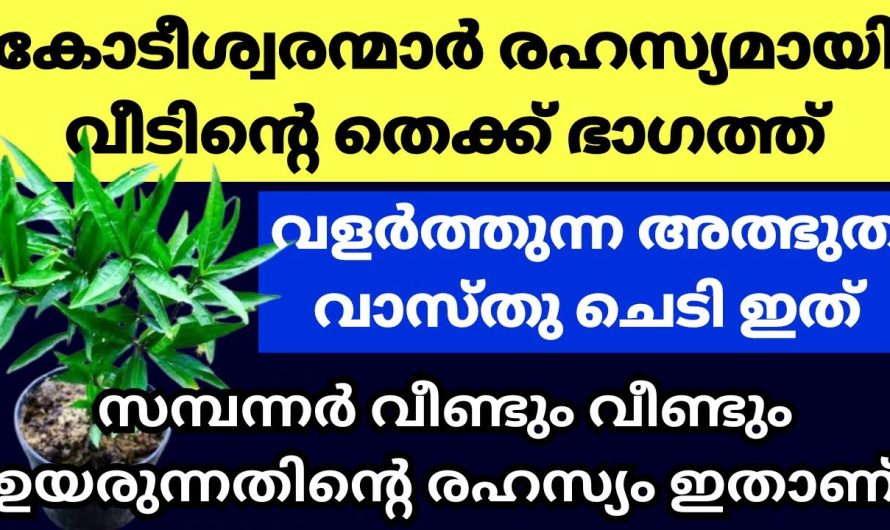 വീട്ടിൽ സമ്പത്ത് വർധിക്കാൻ ഈ ഒരൊറ്റ ചെടി നട്ടുവളർത്തിയാൽ മതി കണ്ടു നോക്കൂ.