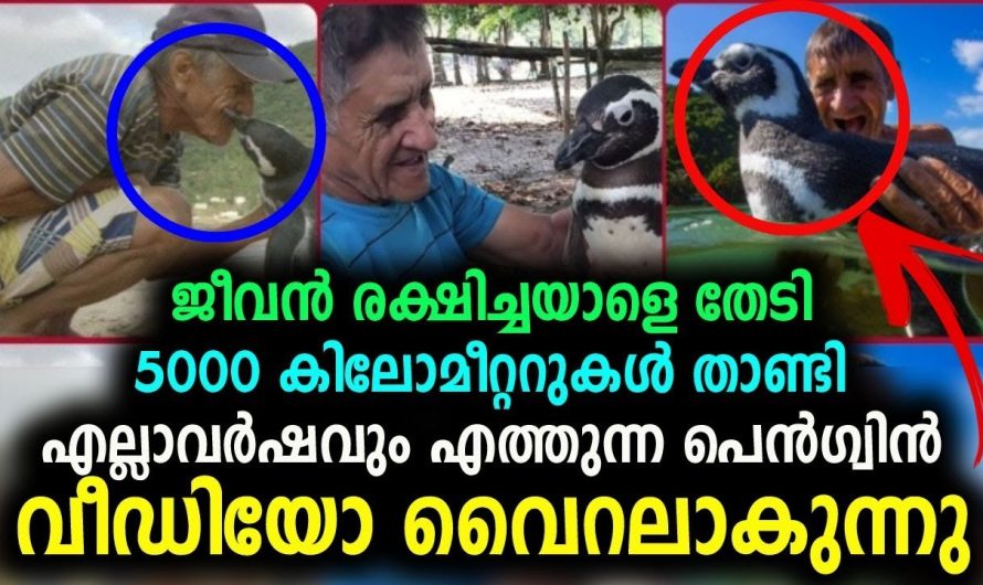 ഇതാണ് സ്നേഹം. 500 കിലോമീറ്റർ കടൽ താണ്ടി എല്ലാവർഷവും മുത്തശ്ശനെ തേടിയെത്തുന്ന പെന്ഗ്ഗിനെ കണ്ടോ.